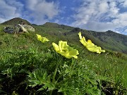 Spettacolo di fiori e marmotte sui sentieri per i Laghetti di Ponteranica–9giu23- FOTOGALLERY